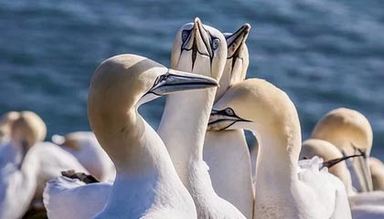 python脚本运行aapt解析apk文件获取信息